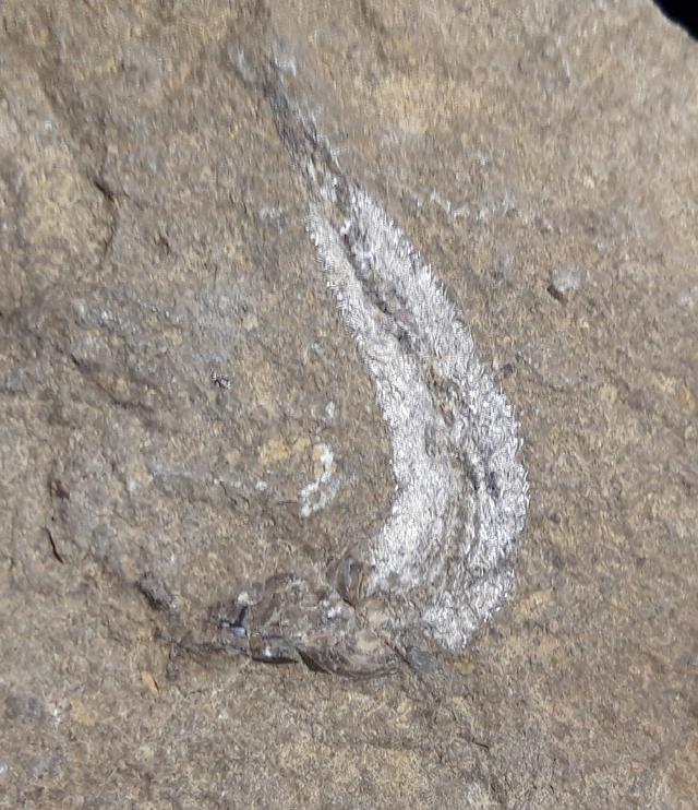 Leptolepis bronni AGASSIZ 1833 - Bild &copy; FossNet FossilienStore